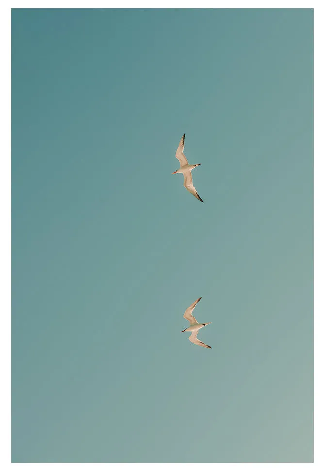 Modern Fine Art Photograph - Fly Away