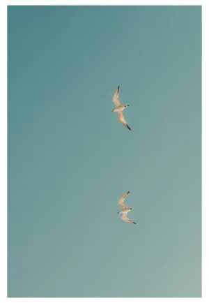 Modern Fine Art Photograph - Fly Away